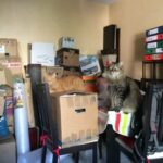 Katzen sitzen auf Umzugkartons