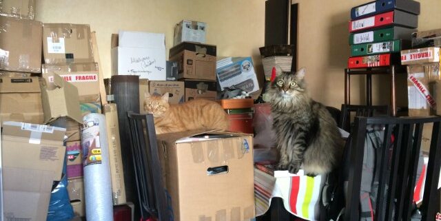 Katzen sitzen auf Umzugkartons