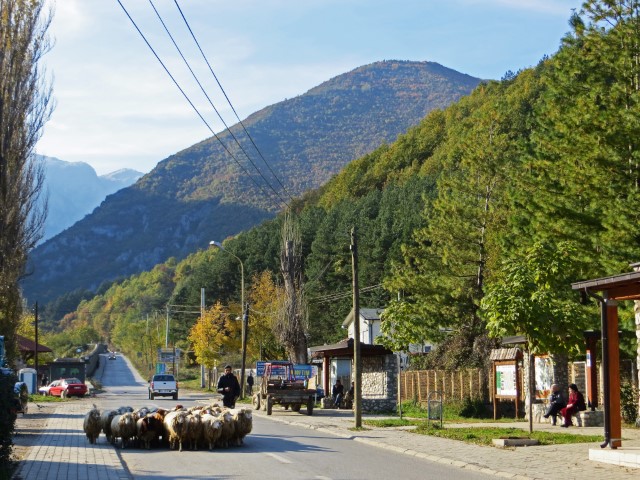 Schafherde auf einer Straße in Peja vor Bergkulisse