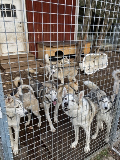 Huskys in einem Käfig