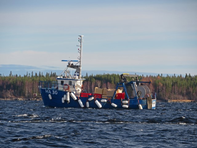 Boot zum Löjrom Fischen in Kalix