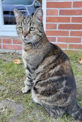 Katze vor der Hofbuchhandlung Wellmann